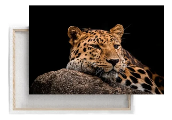 Cuadro Elegante Decorativo Moderno Fotografia Leopardo